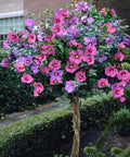 Rose of Sharon Bush Seedlings 3 Pack Hibiscus syriacus Hardy Perennial Flowering Shrubs for Garden Planting