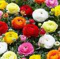 Dozen Mixed Peony Ranunculus Bulbs – Colorful Garden Flowers, Ranunculus asiaticus, 12 Large Healthy Bulbs for Borders & Containers