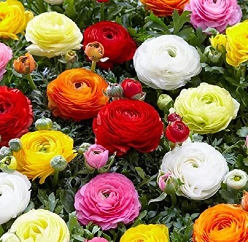 Dozen Mixed Peony Ranunculus Bulbs – Colorful Garden Flowers, Ranunculus asiaticus, 12 Large Healthy Bulbs for Borders & Containers