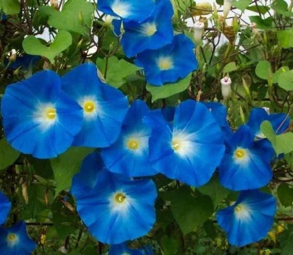Heavenly Blue Morning Glory Seeds – Ipomoea tricolor, Vining Flower Seeds for Garden, Blue Blooms, Attracts Pollinators, 20 Seeds