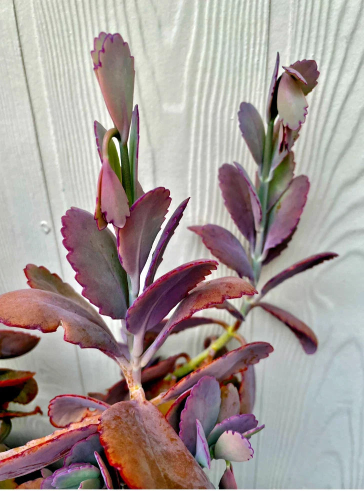 Kalanchoe Fedtschenkoi Cutting - Lavender Scallops Succulent Plant for Indoor & Outdoor Gardening