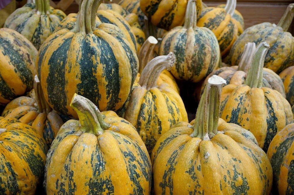 American Tondo Squash Seeds - Heirloom Cucurbita pepo Vegetable Seeds for Home Garden & Container Planting