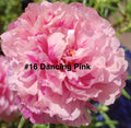 Moss Rose Cuttings - 10 Unrooted Dancing Pink Portulaca Grandiflora for Garden, Container, Drought-Tolerant, Low Maintenance