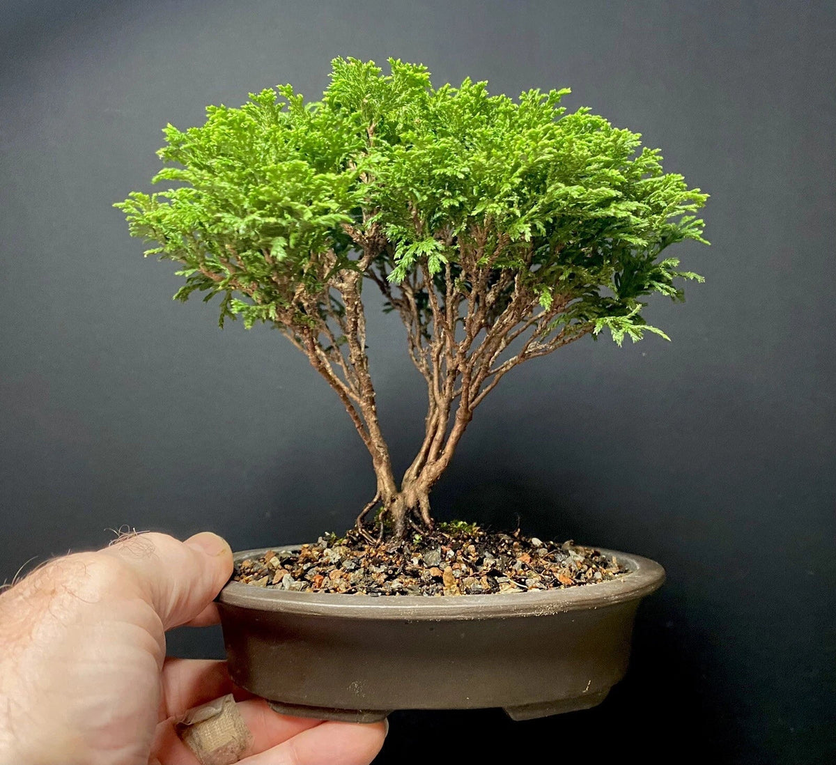 Mame Bonsai Tree Tsukumo Cypress 7 Years | Chamaecyparis Pisifera in Japanese Pot