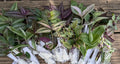 Tradescantia Cuttings - 20 Vibrant Color Mystery Cuttings for Easy Propagation
