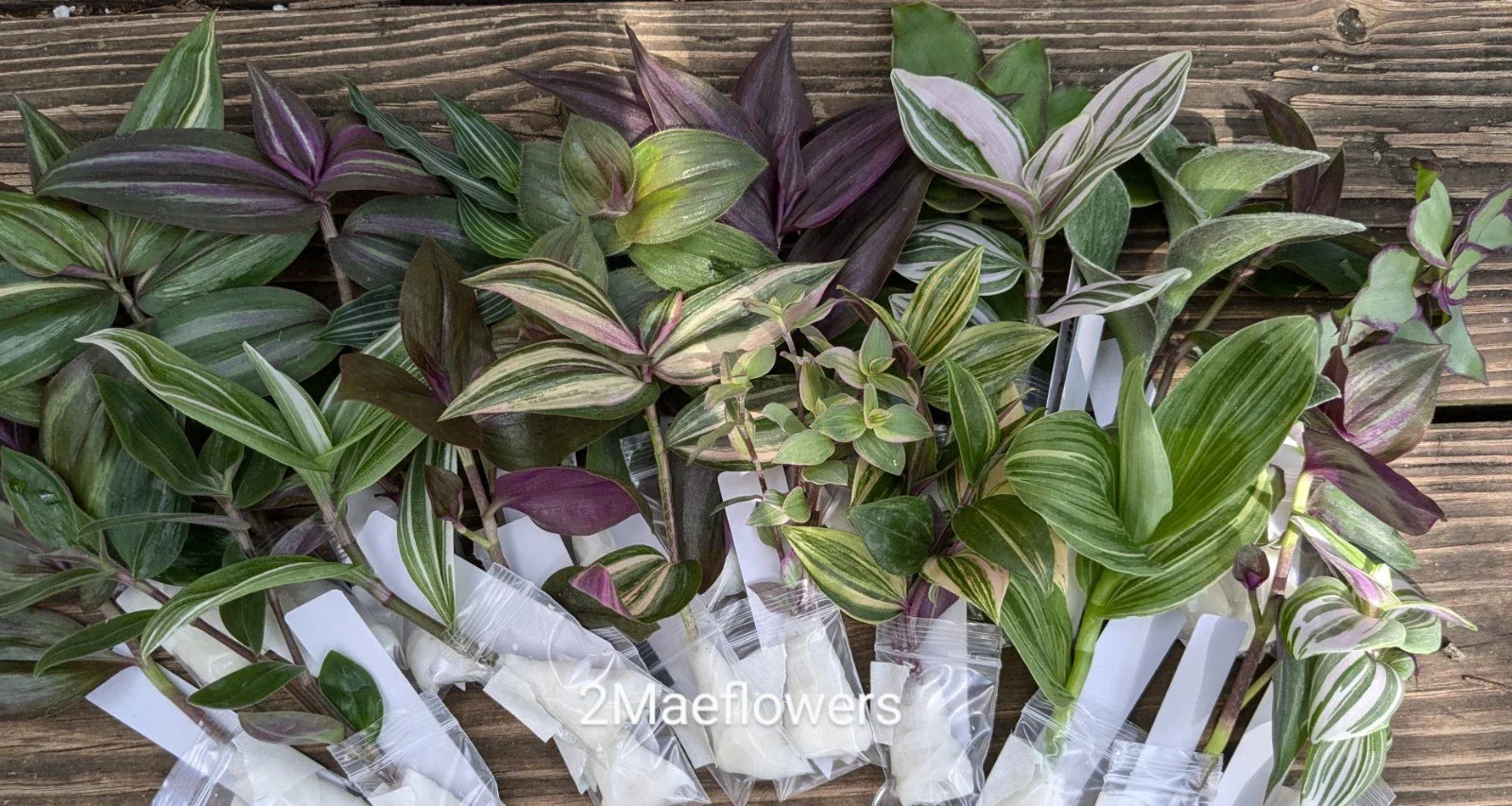 Tradescantia Cuttings - 20 Vibrant Color Mystery Cuttings for Easy Propagation