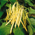 Golden Yellow Wax Bean Seeds – Phaseolus vulgaris, Vegetable Seeds for Home Garden, Green Butter Pod, Non-GMO, Fast-Growing, 50 Seeds