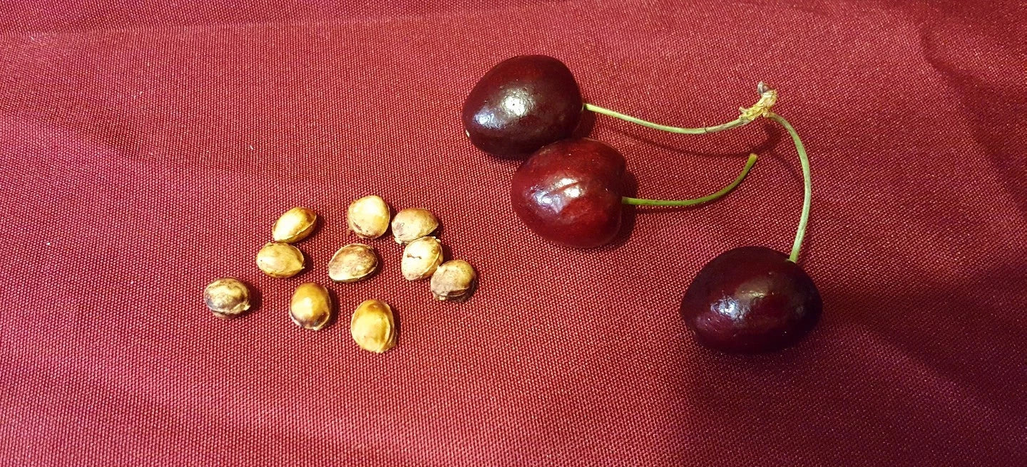 Cherry Fruit Tree Seeds - 37 Count, Organic Sweet Cherry Variety, Prunus avium, Grow Your Own Cherry Tree
