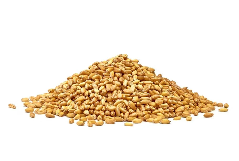 Wheat Cover Crop Seeds Non-GMO Winter Wheat Triticum aestivum for Food Plots & Wildlife Habitat