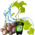 Muscadine Grape Vine - Carlos Variety - Vitis rotundifolia - Premium Fruit Plant for Home Garden