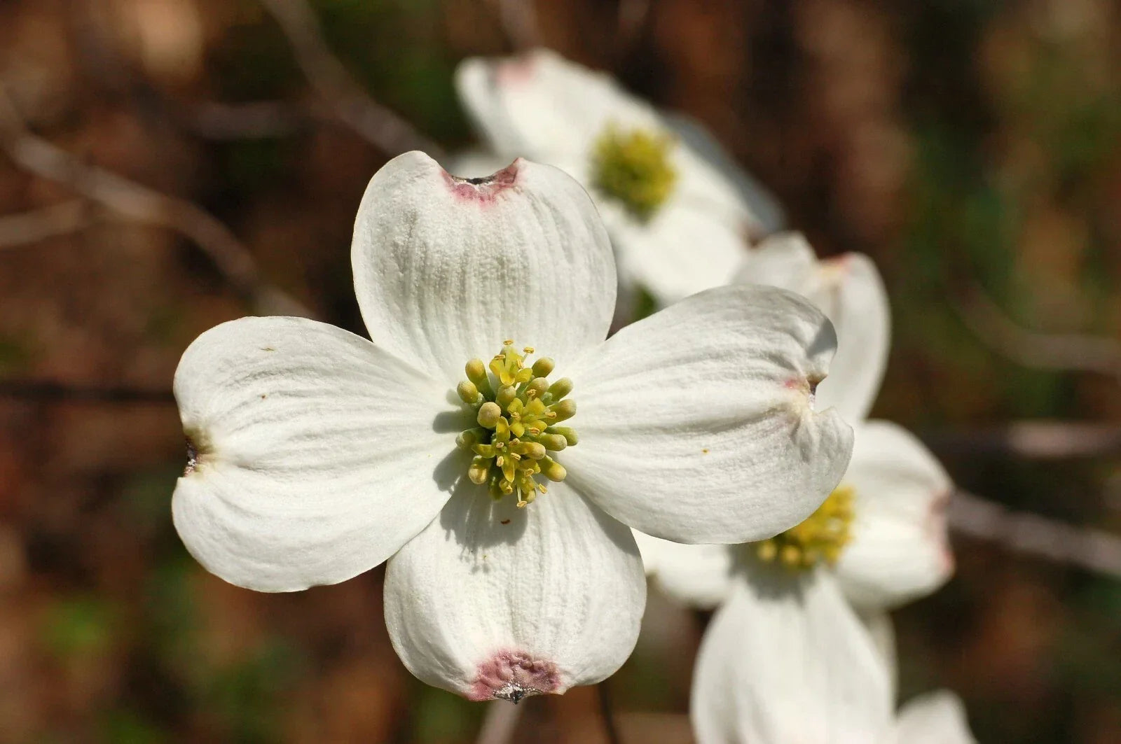 White Flowering Dogwood Seeds, Cornus florida northern, Ornamental Tree, 10 Pack for Landscaping and Gardens