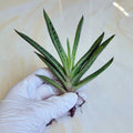 Gasteria 'Little Warty' Succulent Live Plant - 5" Indoor Decorative Greenery, Gasteria verrucosa, Drought-Tolerant, Low Maintenance