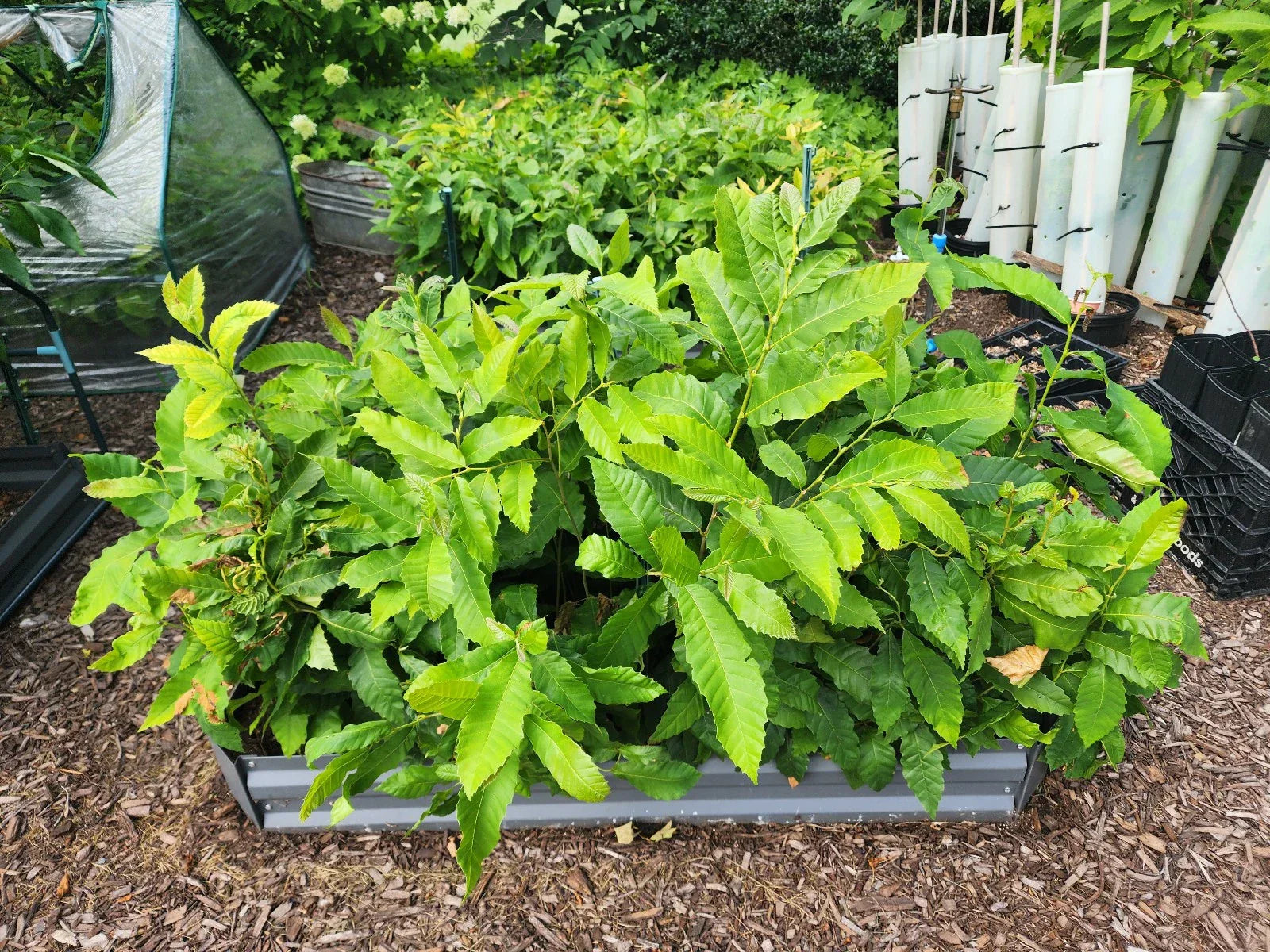 Chestnut Tree Seedlings – American & Hybrid Varieties – Castanea dentata & Castanea mollissima – 1-2 ft Deciduous Trees