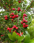 Heirloom Mayhaw Fruit Trees 2-Pack, Bare Root Seedlings, Crataegus aestivalis, Red Fruit, Small Tree, USA Seller