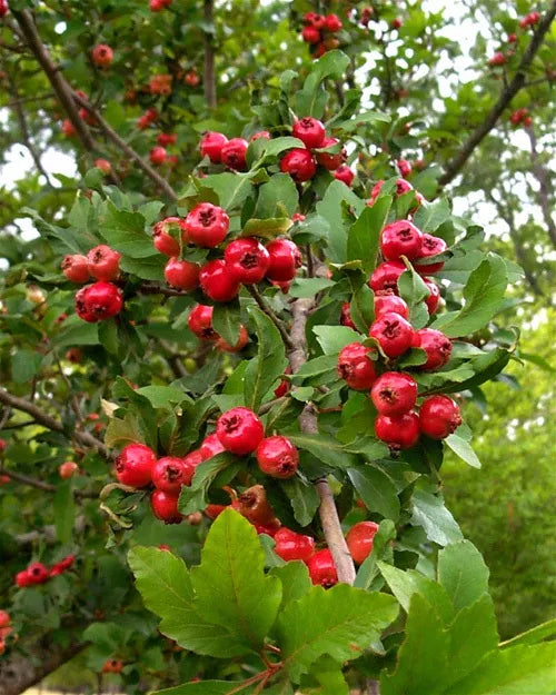 Heirloom Mayhaw Fruit Trees 2-Pack, Bare Root Seedlings, Crataegus aestivalis, Red Fruit, Small Tree, USA Seller