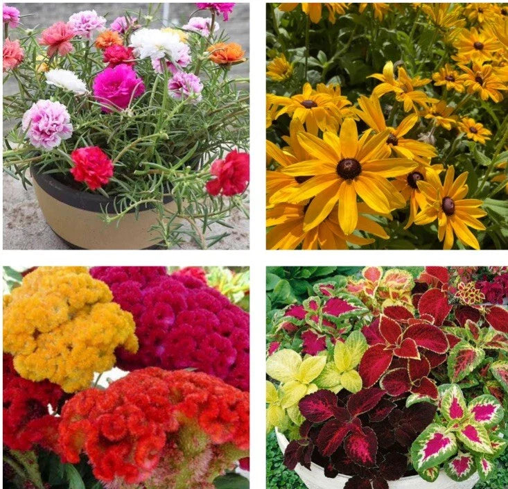 Flower Seed Collection - 4 Varieties: Rose Moss, Black Eyed Susan, Coleus, Celosia Cristata, Non-GMO Seeds