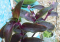 Wandering Jew Plant - 4" Pot - Purple Scimitars - Tradescantia Elongata Indoor Houseplant