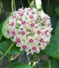 Hoya hanhiae Plant in 2.5" Pot, Indoor Houseplant, Easy Care, Waxy Leaves, Climbing or Trailing, Apocynaceae