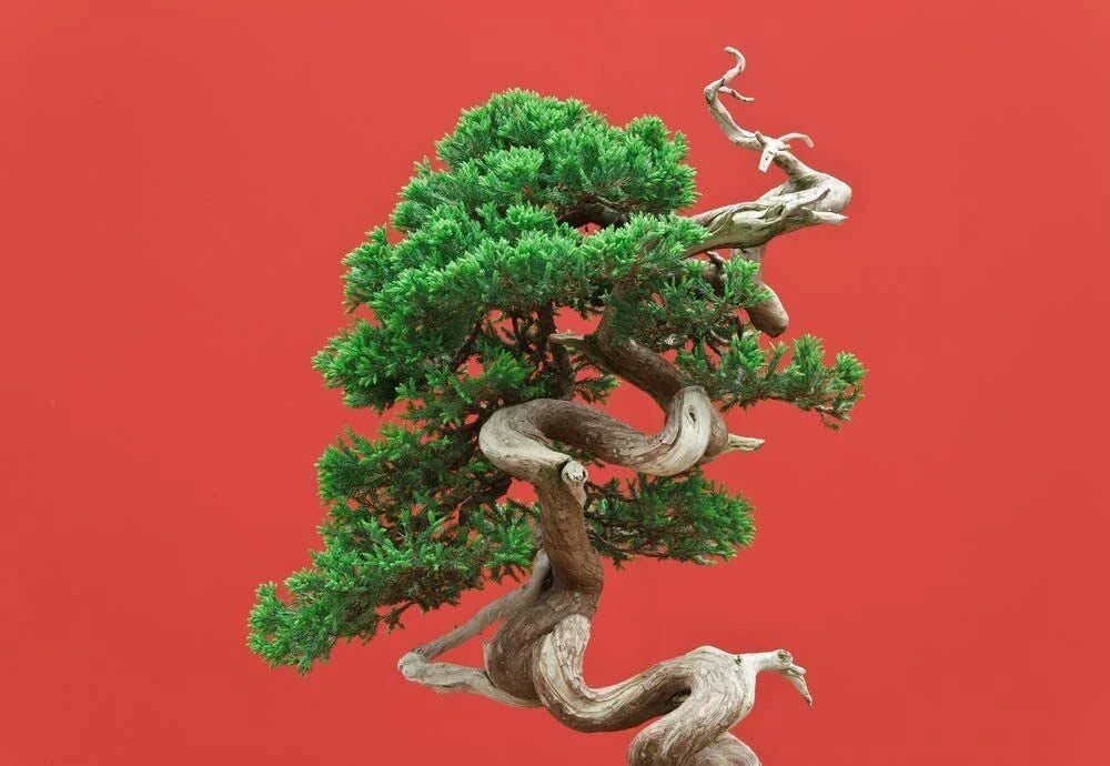 Black Spruce Bonsai Tree Seeds - 20 Pack, Picea mariana, Coniferous Bonsai Seeds for Indoor & Outdoor Gardening