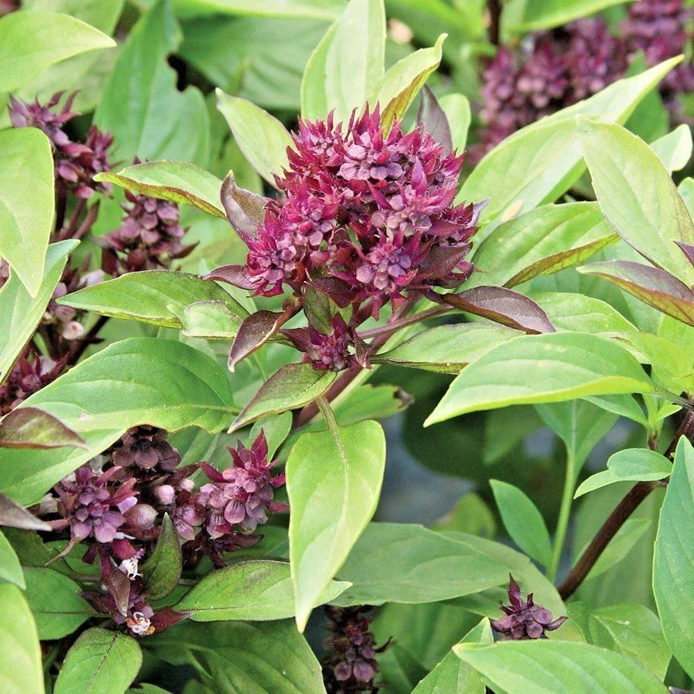 Siam Queen Basil Seeds Organic Herb for Summer Vegetable Garden & Patio Container - Ocimum basilicum