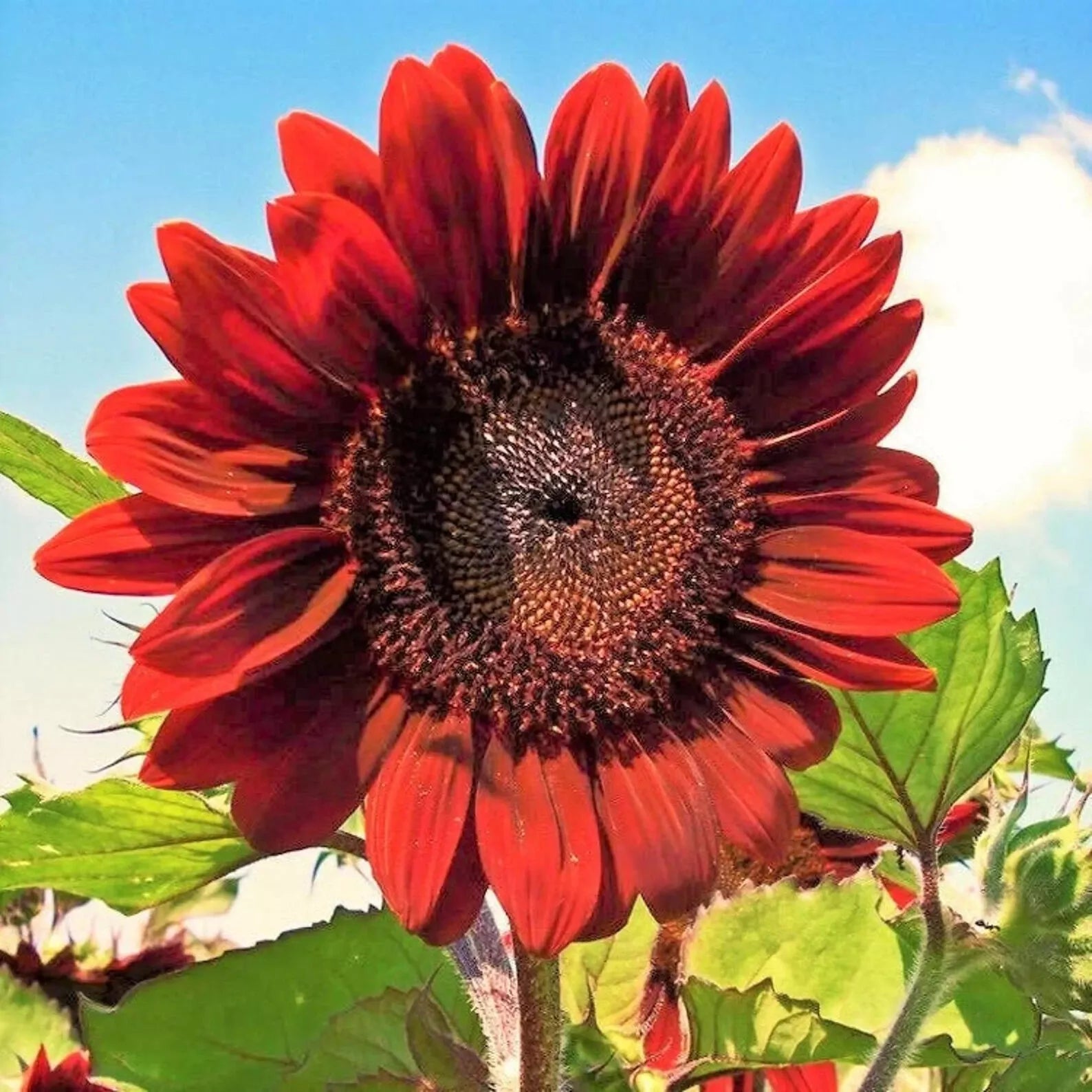 Sunflower Seeds 50pcs Velvet Queen Red Flowers Helianthus annuus for Garden, Cutting, Pollinator Attracting