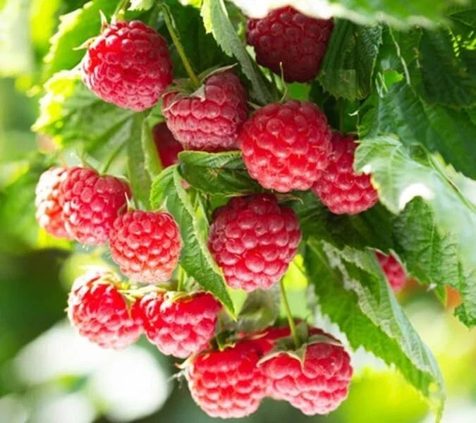Latham Raspberry Plants - Starter Plants for Home Garden - Rubus idaeus 'Latham' - Easy to Grow, Bountiful Berries