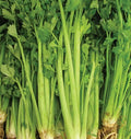 Celery Seeds 2000+ Non-GMO Tall Utah Variety for Vegetable Garden, Apium graveolens, Home Gardening