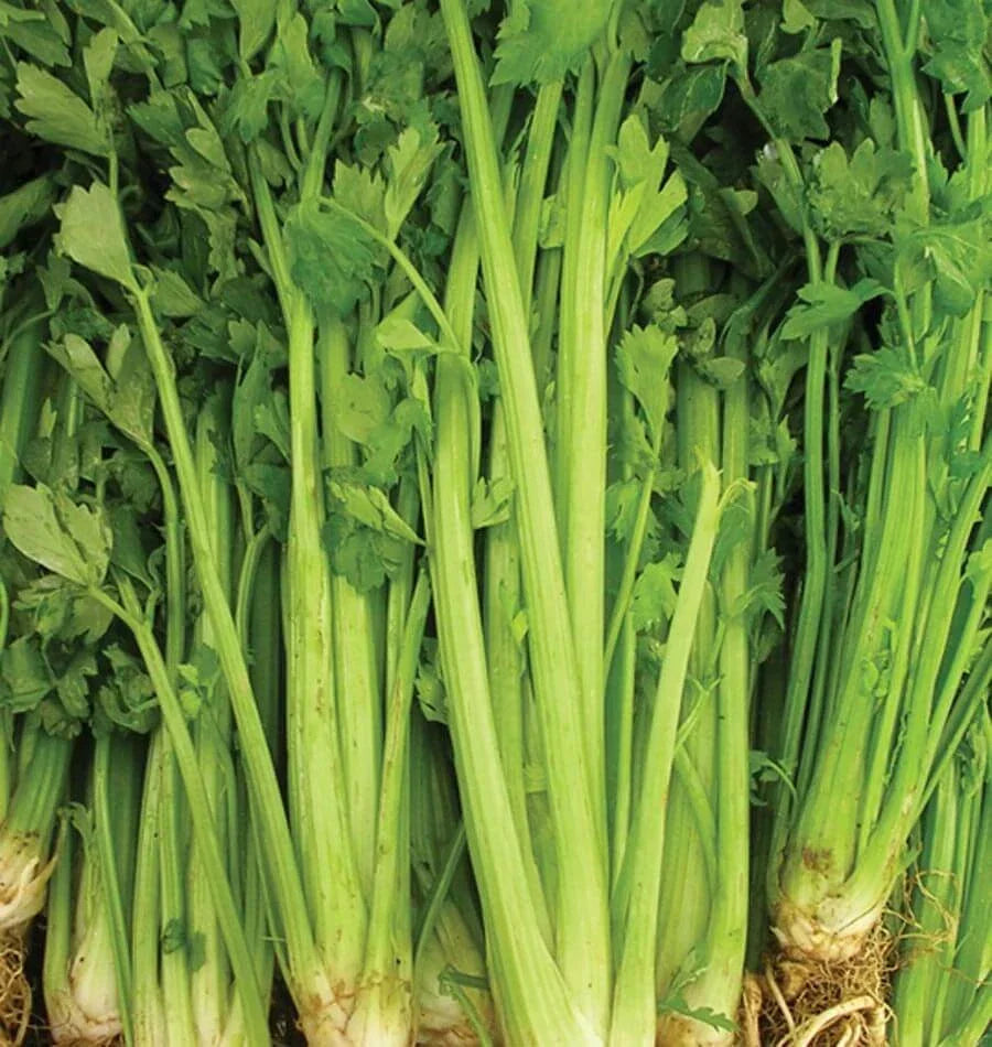 Celery Seeds 2000+ Non-GMO Tall Utah Variety for Vegetable Garden, Apium graveolens, Home Gardening