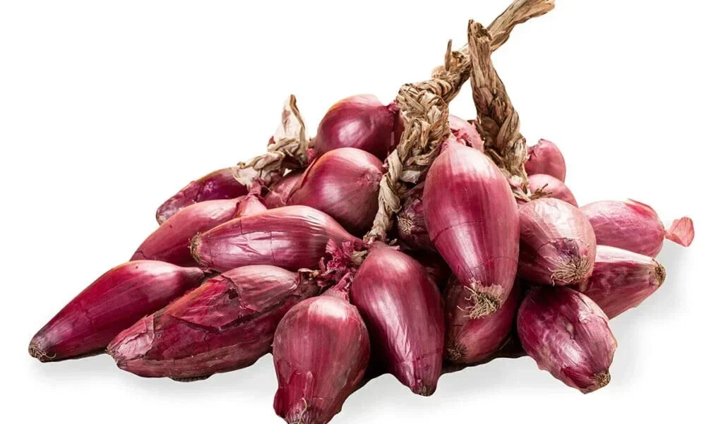 Tropea Lunga Onion Seeds - 500+ Pack, Italian Sweet Allium cepa, Garden Planting, Non-GMO, Full Sun, USA