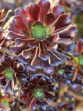 Aeonium Velour Succulent Cutting - Rosette-forming Indoor/Outdoor Plant - Aeonium arboreum