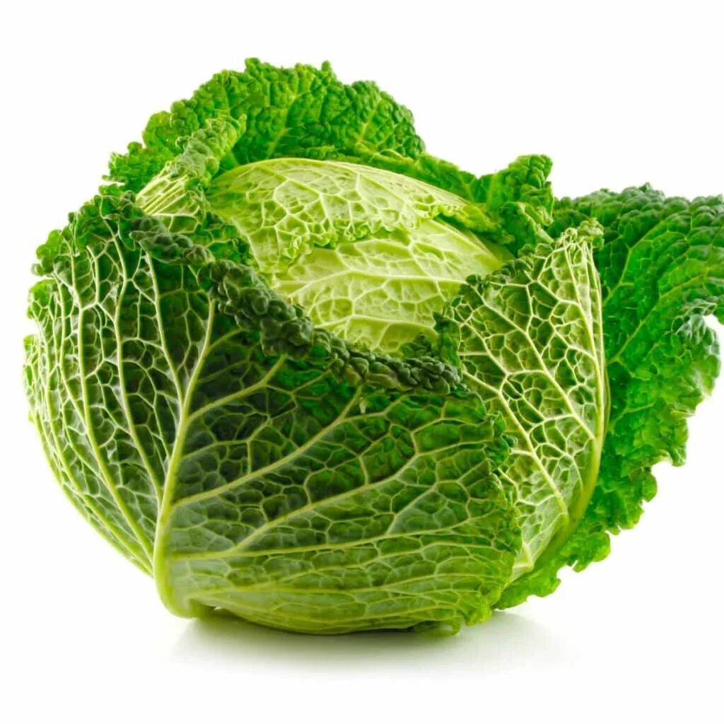 Savoy Cabbage Seeds, 500+ Non-GMO Brassica oleracea var. sabauda, Curly Leaf, Organic Garden Planting