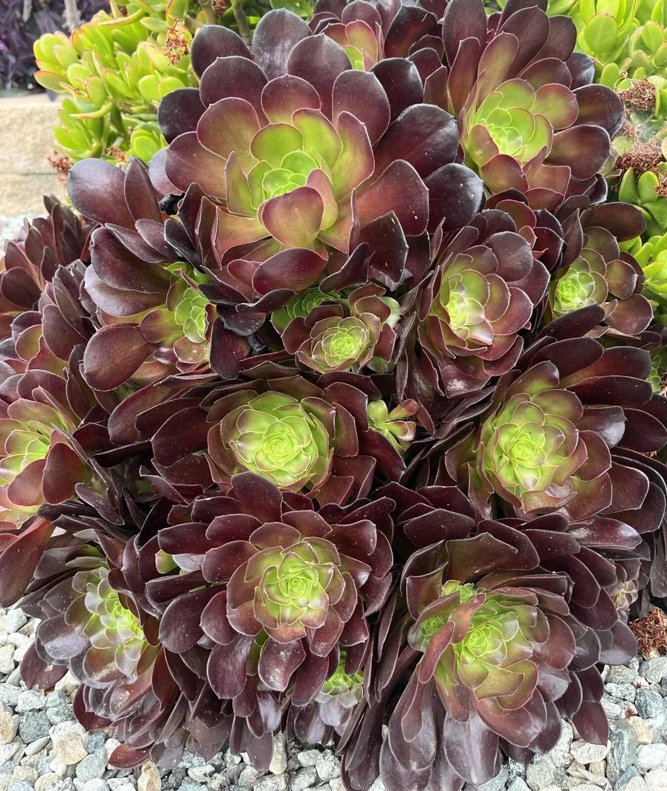 Black Rose Aeonium Cuttings - 5 Pack Zwartkop Succulent Plants for Indoor & Outdoor Gardening