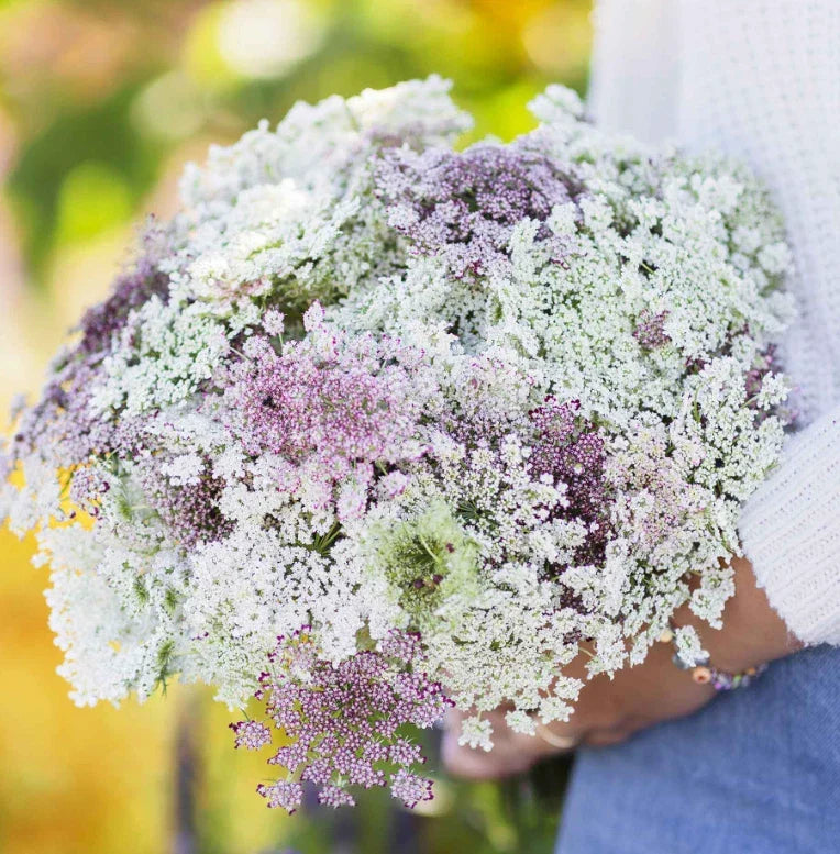 Queen Anne's Lace Seeds - Chocolate Burgundy Variety - Butterfly Host Plant - 200 Count - Daucus carota