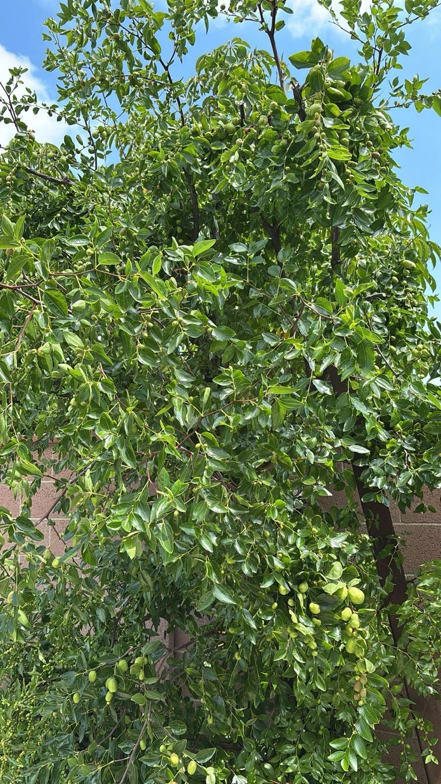 Jujube Tree Cuttings - 5pcs Organic Ziziphus jujuba for Home Orchard Propagation