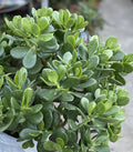Jade Plant Crassula ovata - 1 Rooted Plant in One Gallon Pot - Easy Care Succulent Houseplant