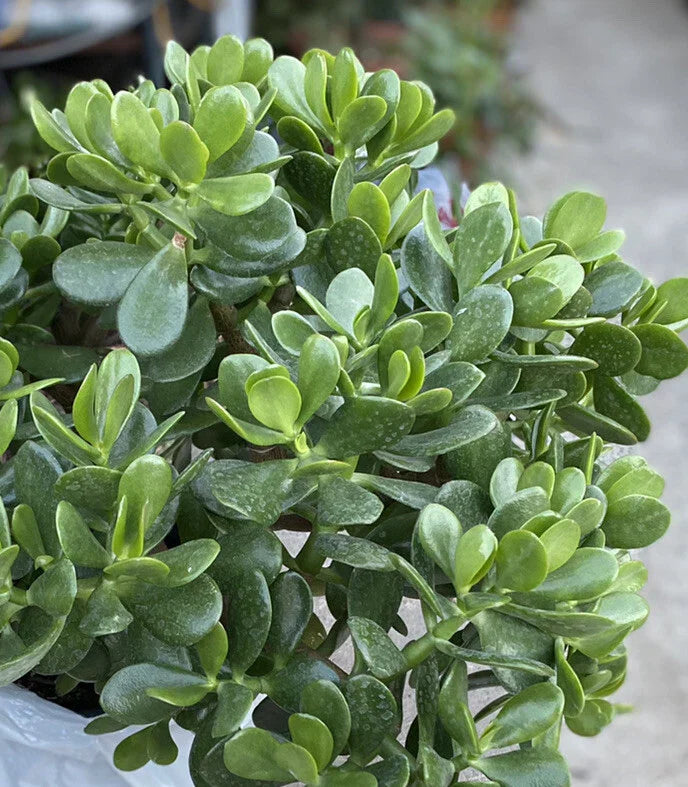 Jade Plant Crassula ovata - 1 Rooted Plant in One Gallon Pot - Easy Care Succulent Houseplant