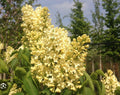 Primrose Lilac Starter Plant 4-8 Inches Syringa Vulgaris Fragrant Flowering Shrub for Garden or Patio