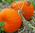 Pumpkin Seeds for Planting, Jack O'Lantern, Cucurbita pepo, Non-GMO, Large Vibrant Pumpkins, Halloween Decor, Pie Recipes