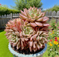 Margaret Succulent Plant - Rare Easy Care Live Succulent 2.5-3" Bare Root