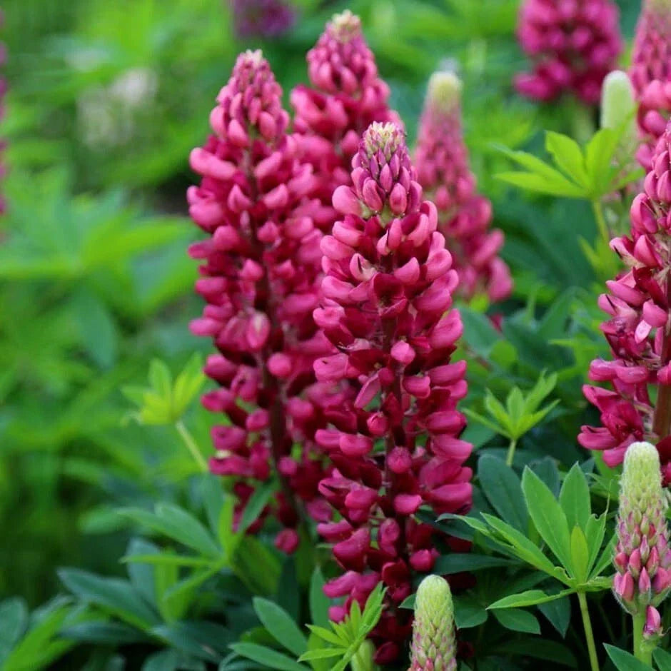 Gallery Red Lupine Seeds – Perennial Hardy Flower, Lupinus polyphyllus, Vibrant Red Blooms, Full Sun, Well-Draining Soil, 25 Seeds