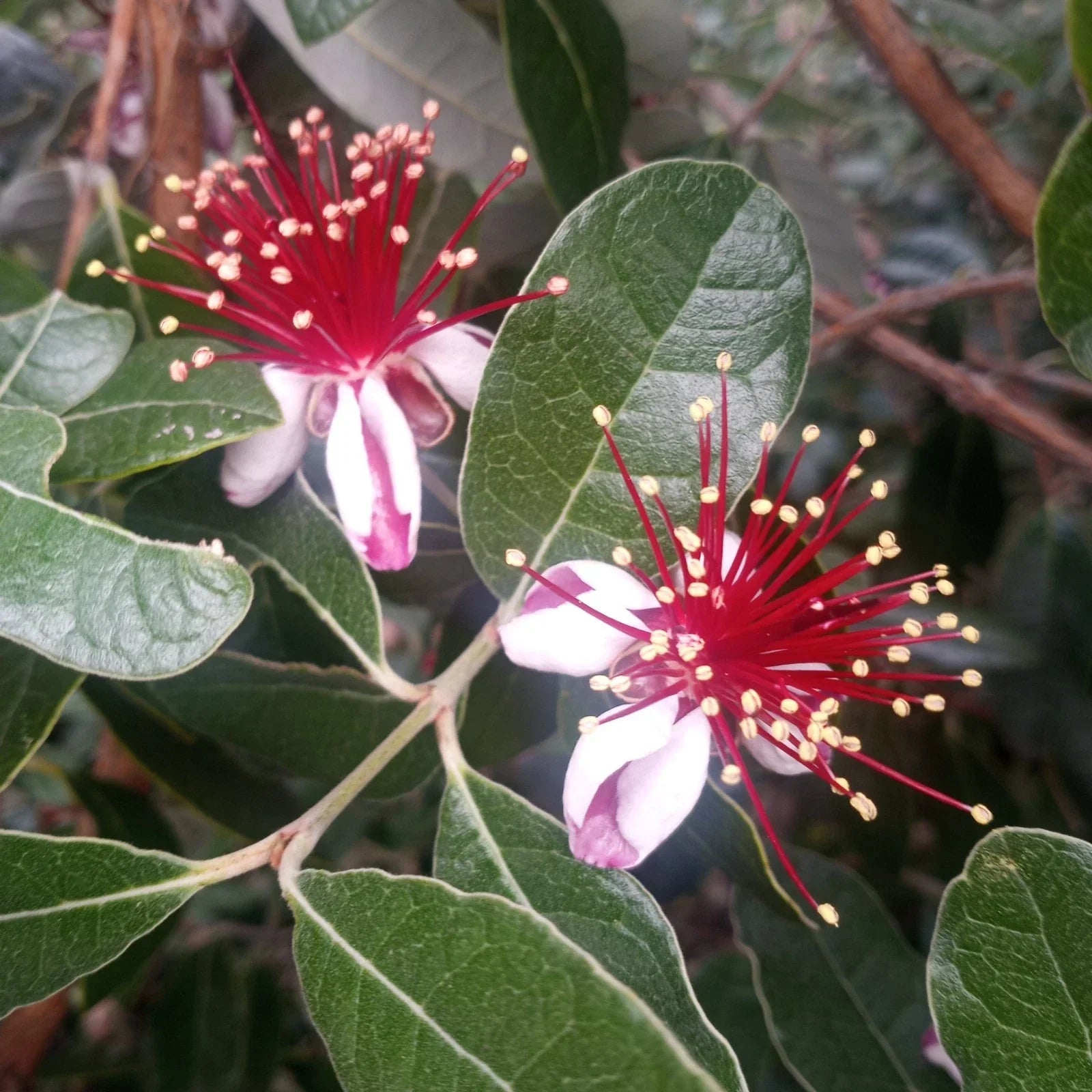Pineapple Guava Tree Cuttings - 5 Fresh Feijoa Cuttings for Planting