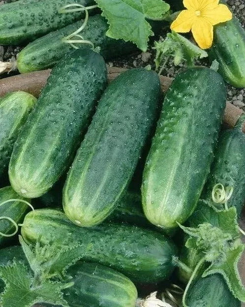 Organic Carolina Cucumber Seeds - Heirloom, Non-GMO, Cucumis sativus, Vining, Fresh Cucumbers for Home Gardens