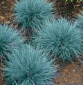 Blue Fescue Grass Seeds 600+ Ornamental Perennial Festuca glauca Drought-Tolerant Garden Grass for Borders & Containers