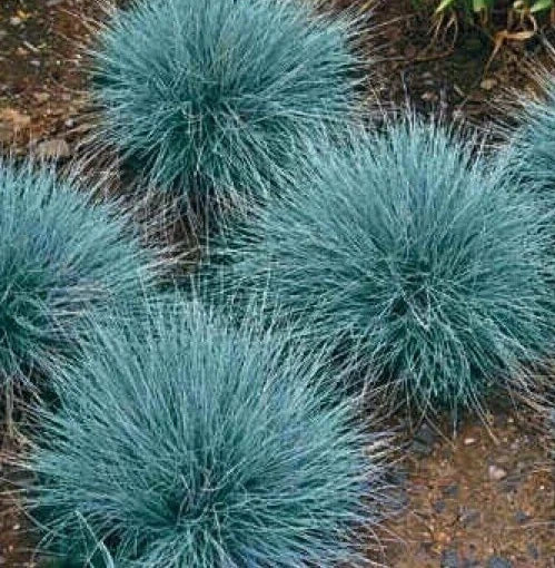 Blue Fescue Grass Seeds 600+ Ornamental Perennial Festuca glauca Drought-Tolerant Garden Grass for Borders & Containers