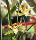 Cymbidium Orchid Seedling Black Mosquito Variety No Pot Indoor Plant Unique Orchid Gift