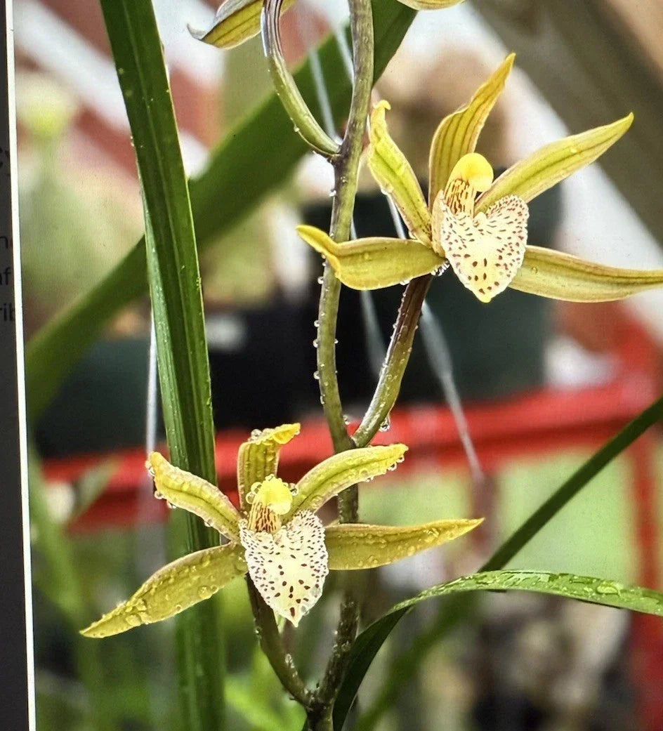 Cymbidium Orchid Seedling Black Mosquito Variety No Pot Indoor Plant Unique Orchid Gift