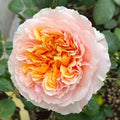 Impressionist Climbing Rose Cuttings – Everblooming Large Blooms – Rosa 'Impressionist' – Live Plant Set of 4