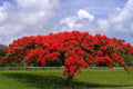 Royal Poinciana Seeds - 20 Count Delonix regia Flamboyant Flame Tree Gulmohar for Tropical Gardens