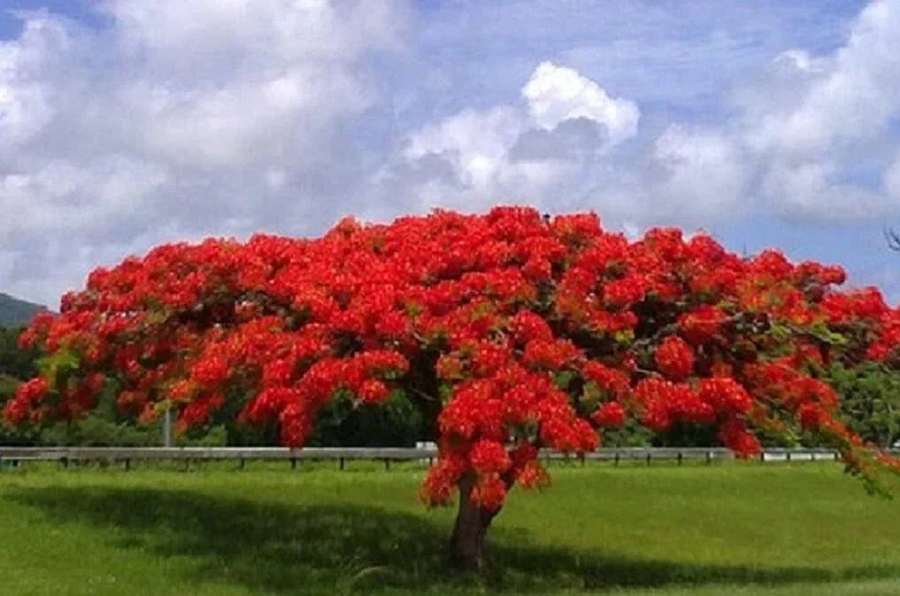 Royal Poinciana Seeds - 20 Count Delonix regia Flamboyant Flame Tree Gulmohar for Tropical Gardens