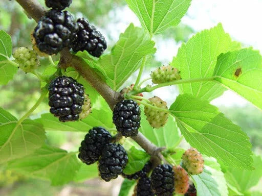 Mulberry Cuttings 10 Pack Unrooted Red & Black Morus spp. Grafting & Rooting for Garden, Fruit Production